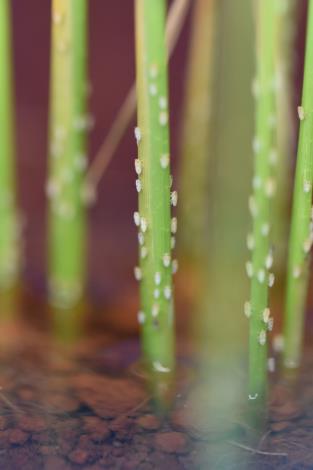 解密氣候變遷對水稻抗褐飛蝨基因之影響2